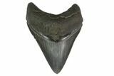 3.68" Fossil Megalodon Tooth - South Carolina - #130799-1